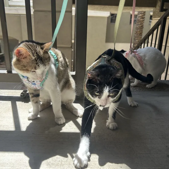 Lifelong Cat Mom Caring For Yours