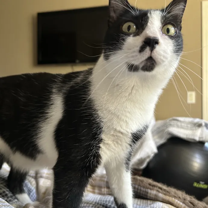 Lifelong Cat Mom Caring For Yours