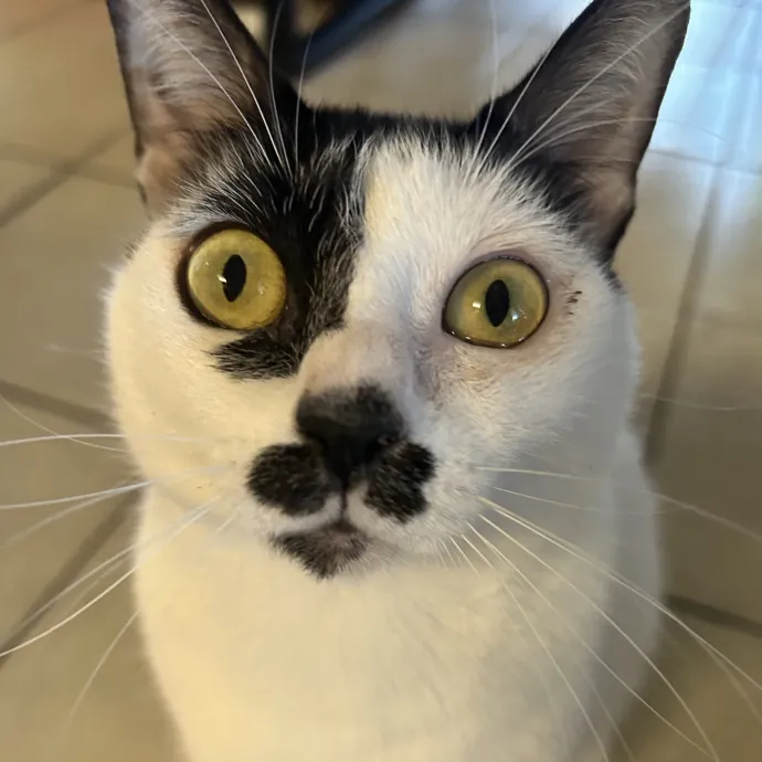 Lifelong Cat Mom Caring For Yours