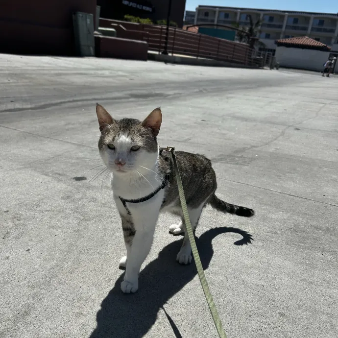 Lifelong Cat Mom Caring For Yours