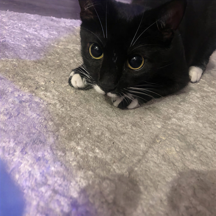 Keirstin's Kitty Care