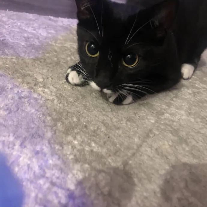Keirstin's Kitty Care