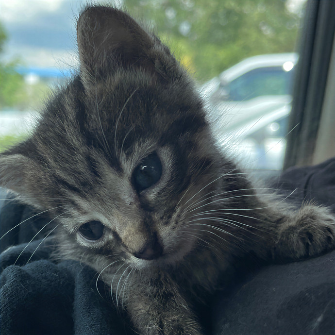 Keirstin's Kitty Care