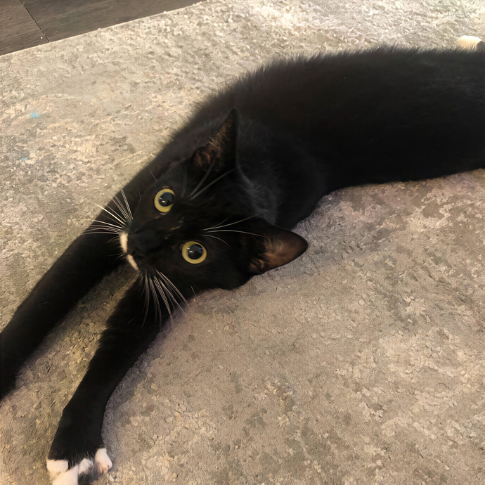 Keirstin's Kitty Care