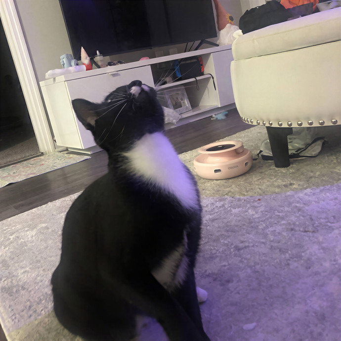 Keirstin's Kitty Care