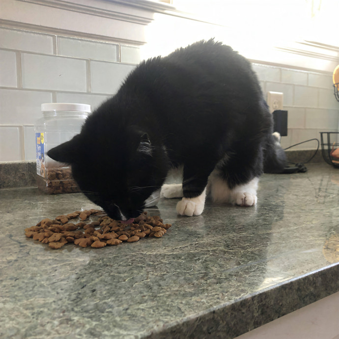 Keirstin's Kitty Care
