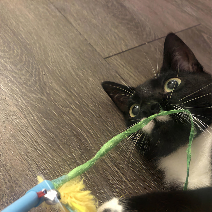 Keirstin's Kitty Care photo 2
