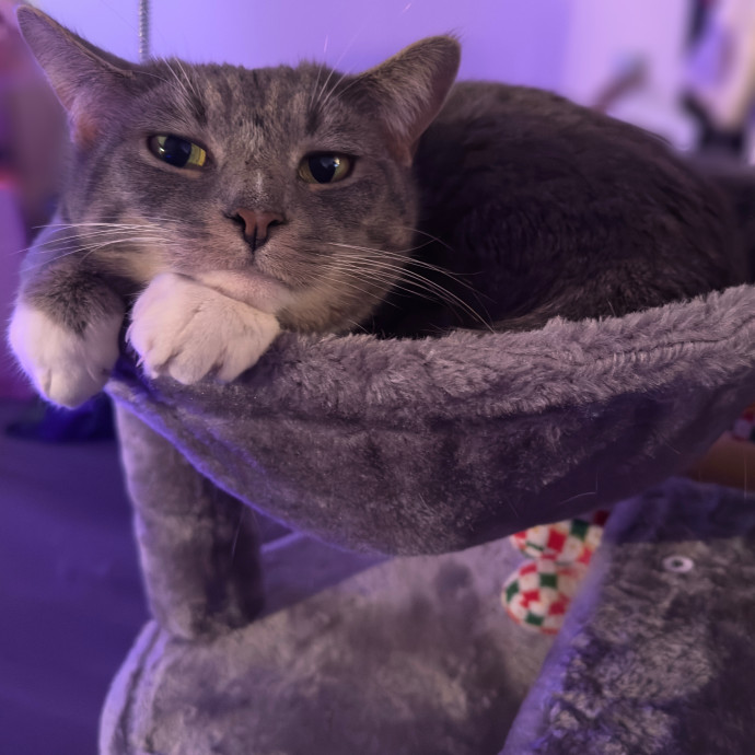 Kitty Care Companion
