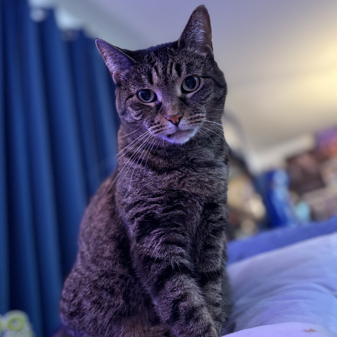 Kitty Care Companion