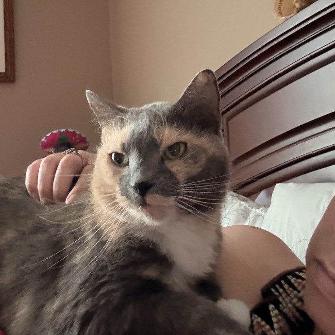 Kitty Care Companion photo 3