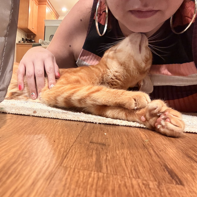 Kitty Care Companion photo 2
