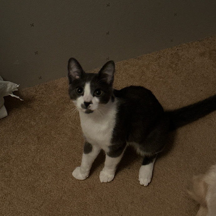 Halle's Purrfect Pet Sitting