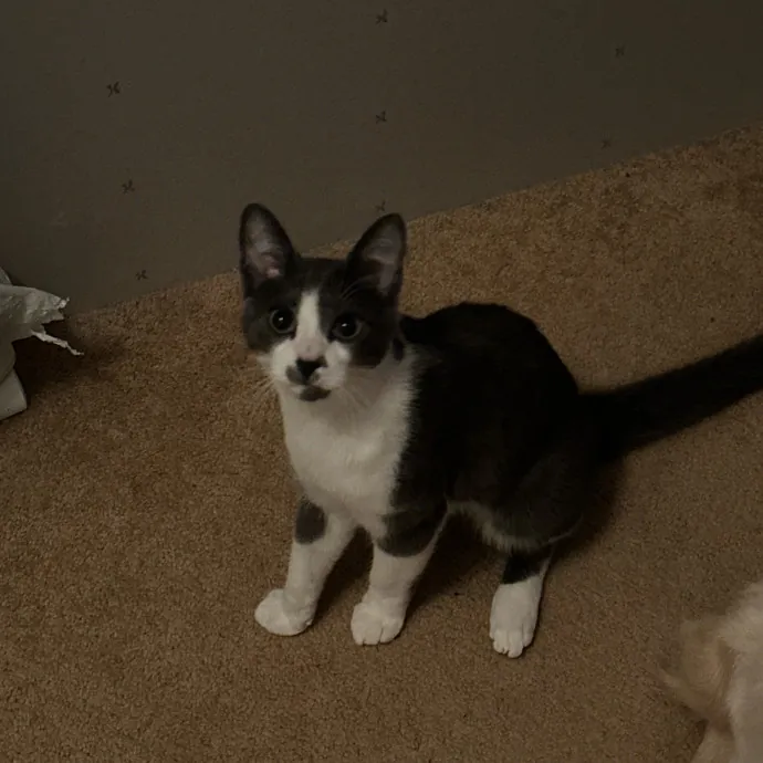 Halle's Purrfect Pet Sitting