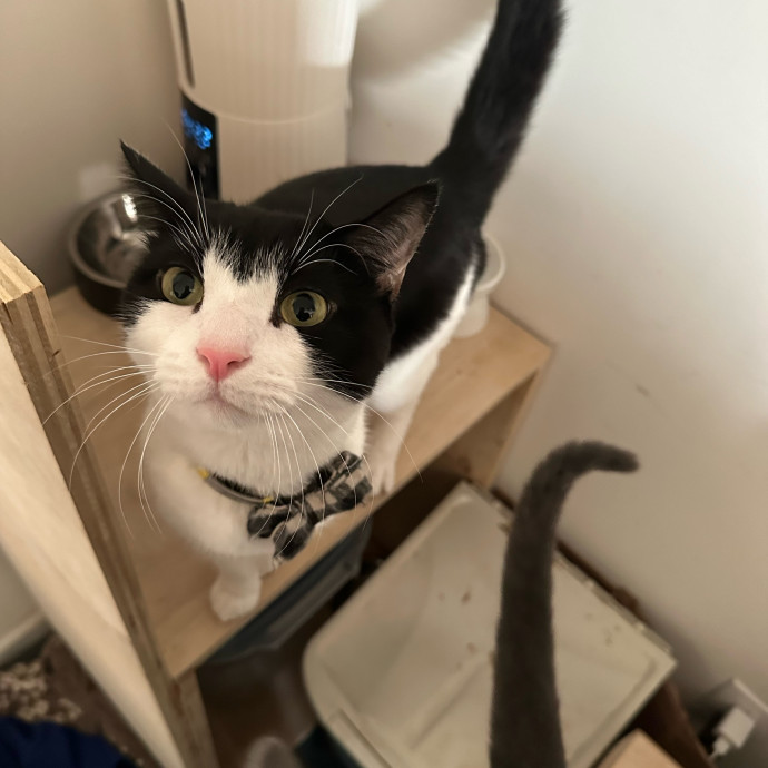 Halle's Purrfect Pet Sitting