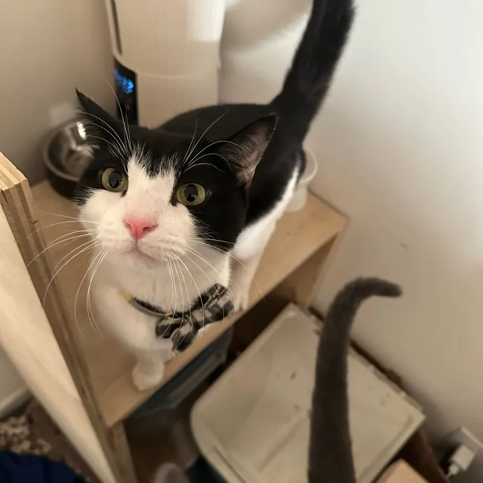 Halle's Purrfect Pet Sitting