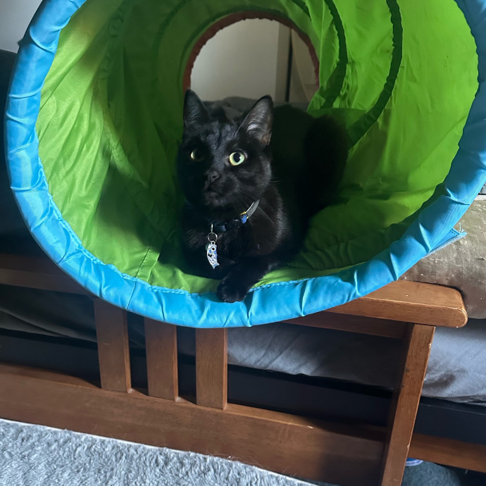 Halle's Purrfect Pet Sitting