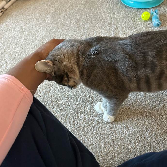 Halle's Purrfect Pet Sitting