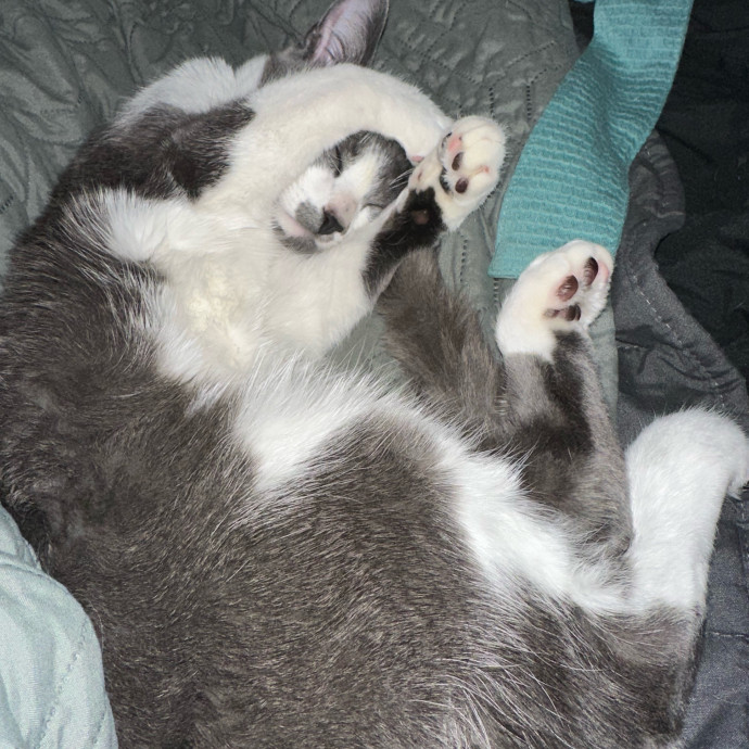 Halle's Purrfect Pet Sitting