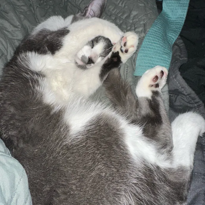 Halle's Purrfect Pet Sitting