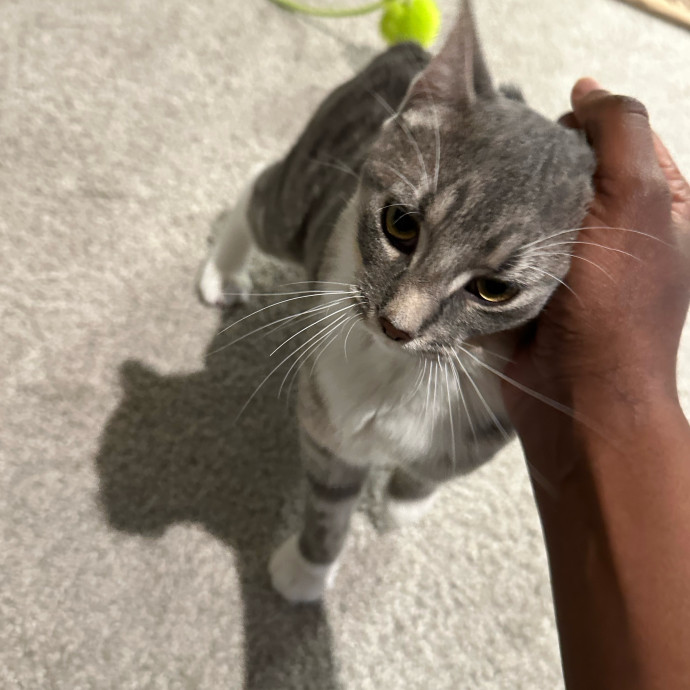 Halle's Purrfect Pet Sitting