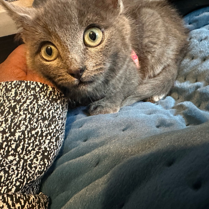 Halle's Purrfect Pet Sitting