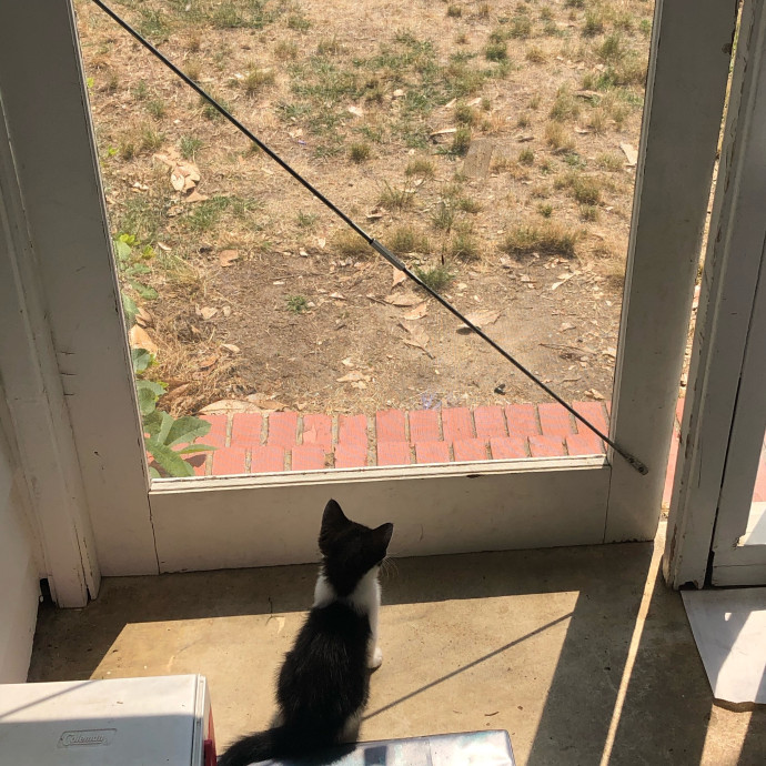 Halle's Purrfect Pet Sitting