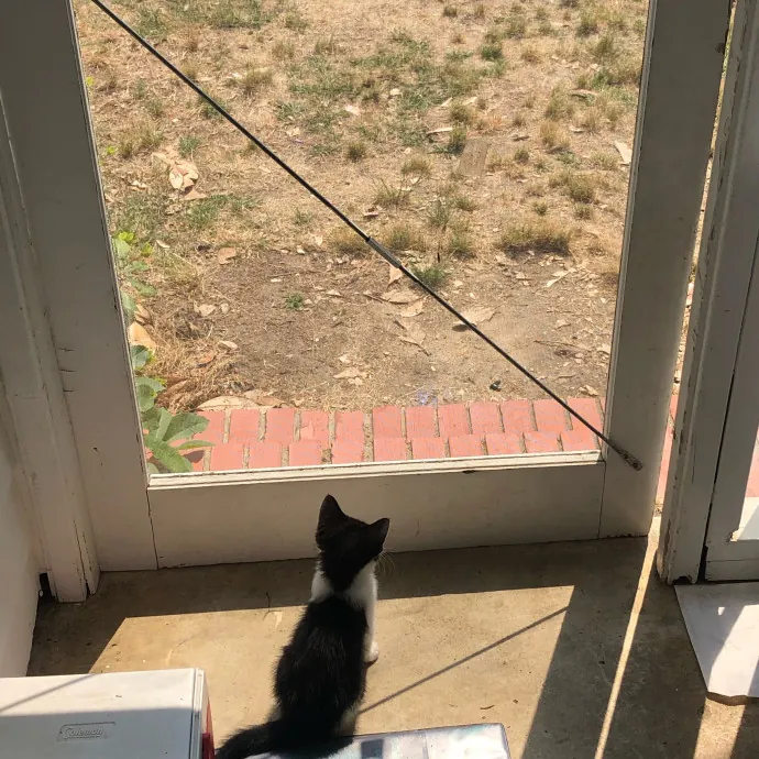 Halle's Purrfect Pet Sitting