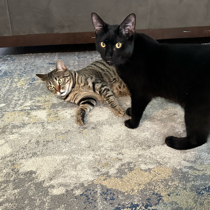 Halle's Purrfect Pet Sitting