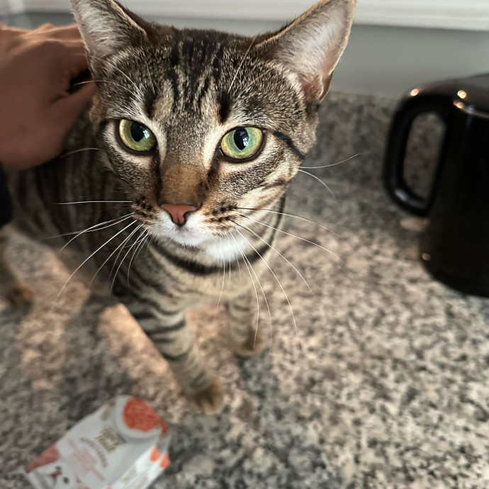 Halle's Purrfect Pet Sitting