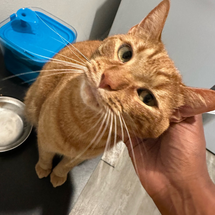 Halle's Purrfect Pet Sitting