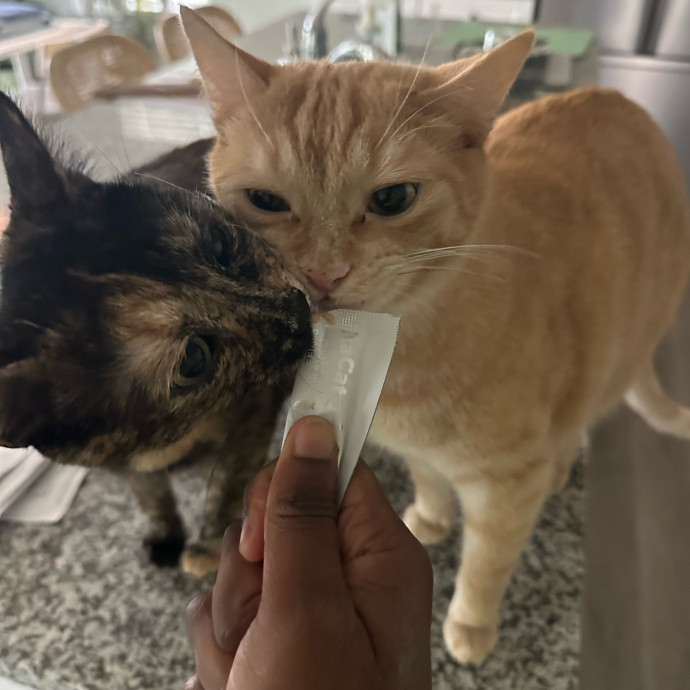 Halle's Purrfect Pet Sitting