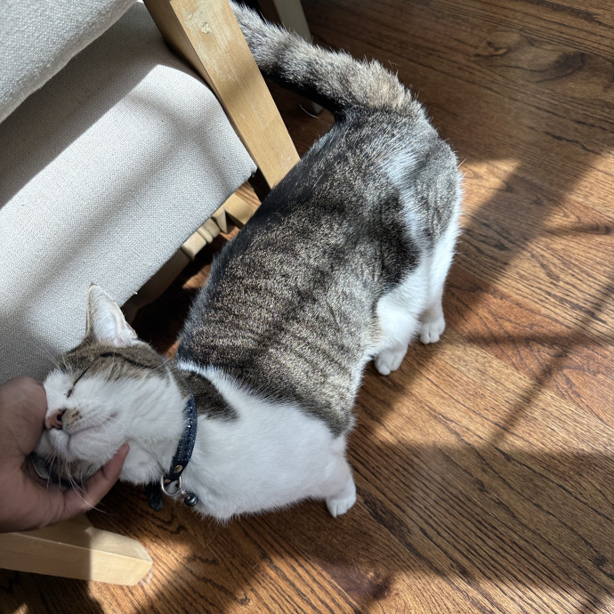 Halle's Purrfect Pet Sitting photo 3