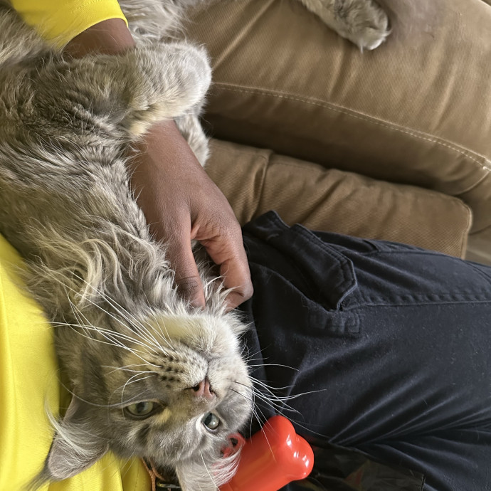 Halle's Purrfect Pet Sitting photo 2