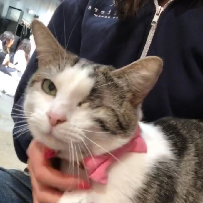Cat Lover Providing Reliable Care