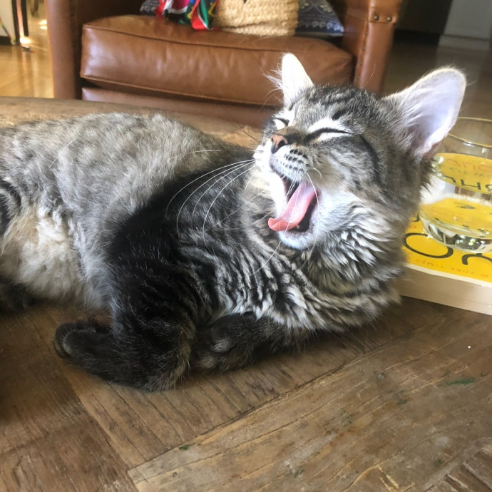 Cat Lover Providing Reliable Care