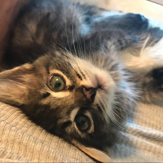 Cat Lover Providing Reliable Care