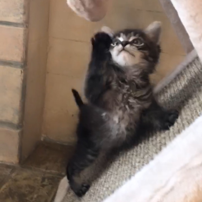 Cat Lover Providing Reliable Care