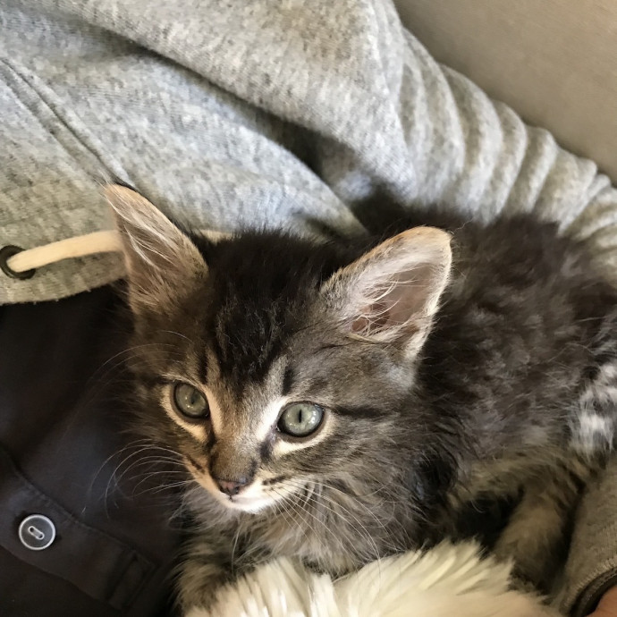 Cat Lover Providing Reliable Care