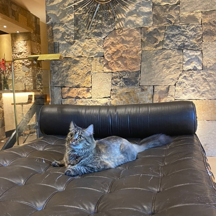 Cat Lover Providing Reliable Care