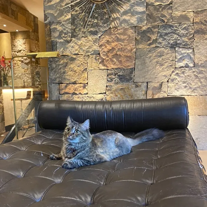 Cat Lover Providing Reliable Care
