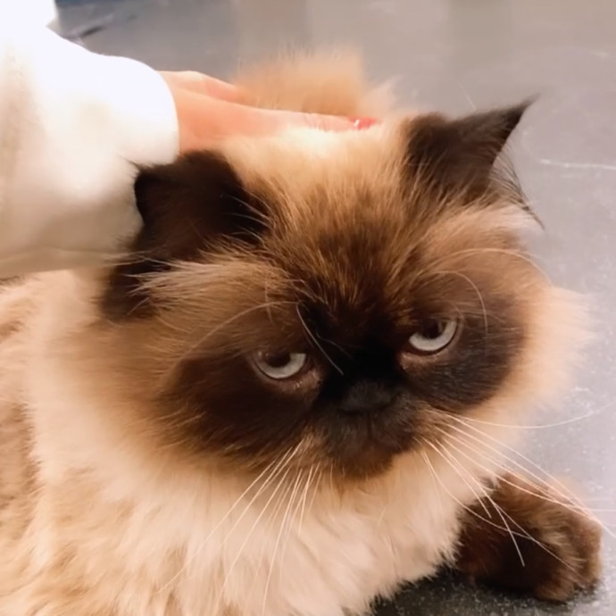 Cat Lover Providing Reliable Care