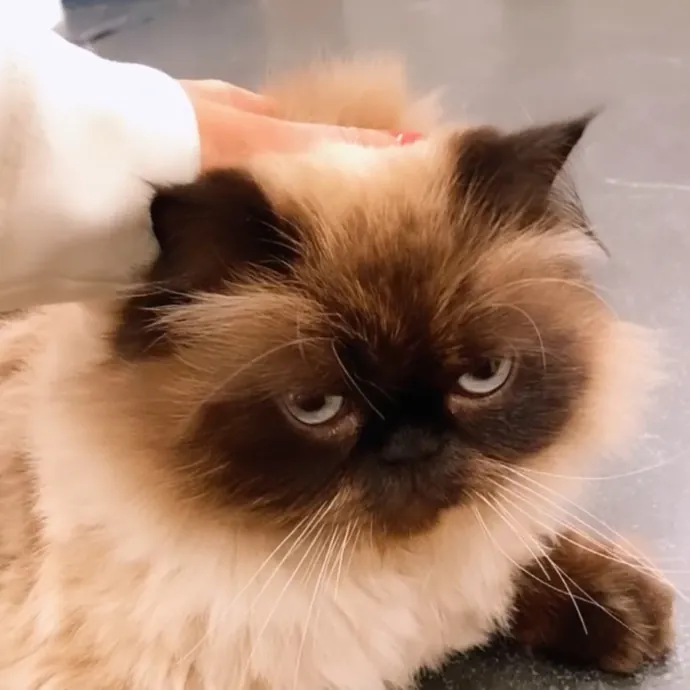 Cat Lover Providing Reliable Care