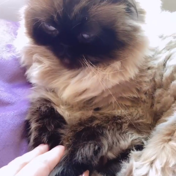 Cat Lover Providing Reliable Care