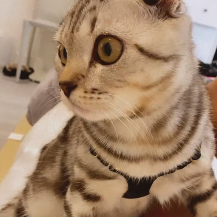 Cat Lover Providing Reliable Care