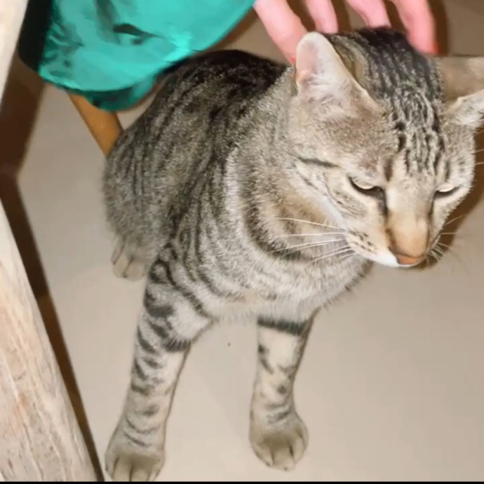 Cat Lover Providing Reliable Care