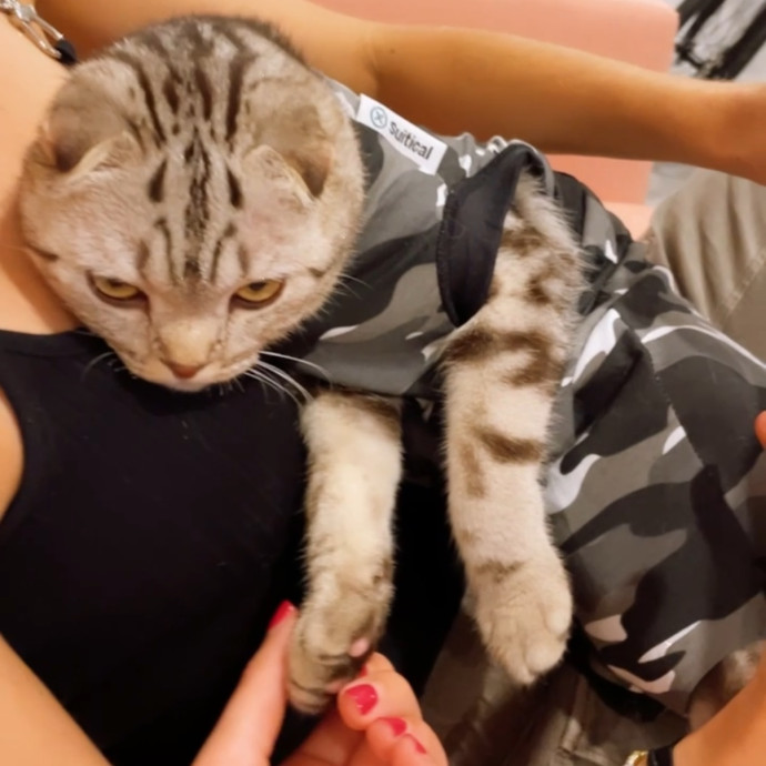 Cat Lover Providing Reliable Care