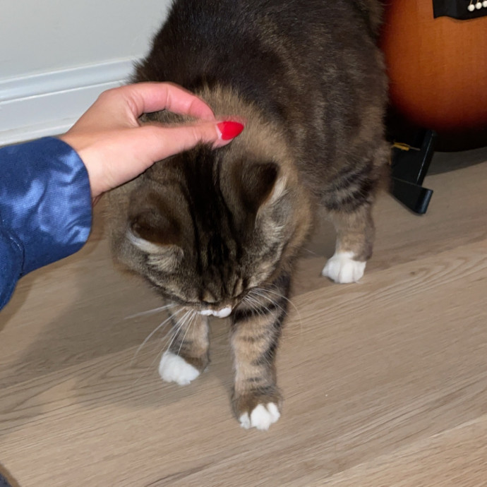 Cat Lover Providing Reliable Care