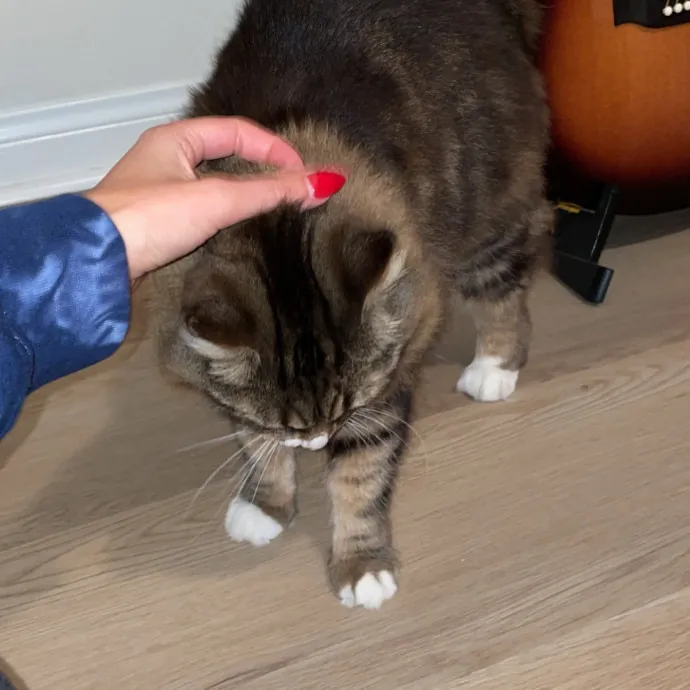 Cat Lover Providing Reliable Care