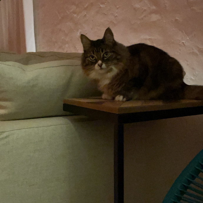 Cat Lover Providing Reliable Care