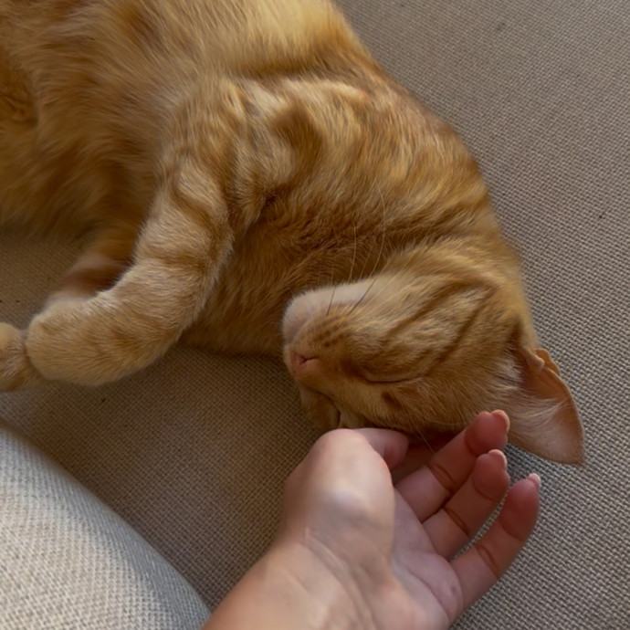 Cat Lover Providing Reliable Care